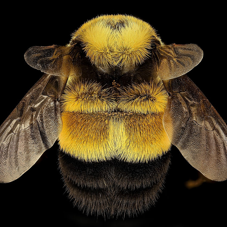 Large queen bee