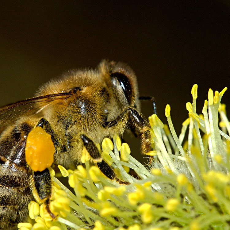 pollenating bee