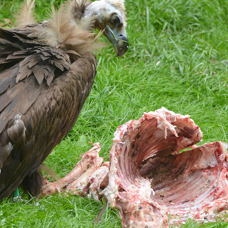 large dead possum eaten by baby vulture