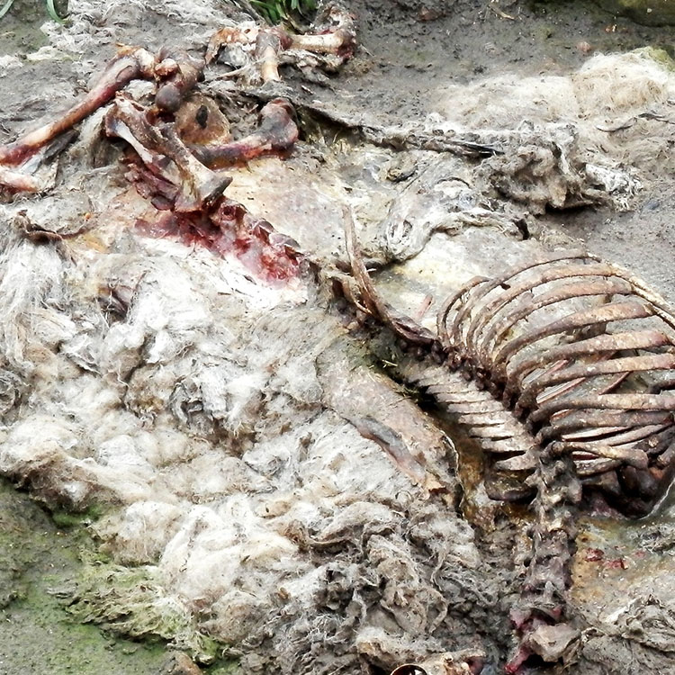 animal carcass
