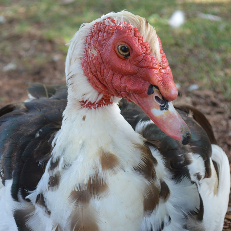 the nuisance in your pond: the muscovy duck