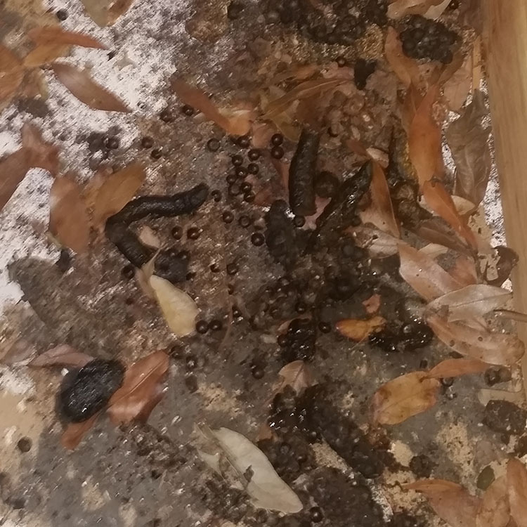 possum poop in the attic insulation