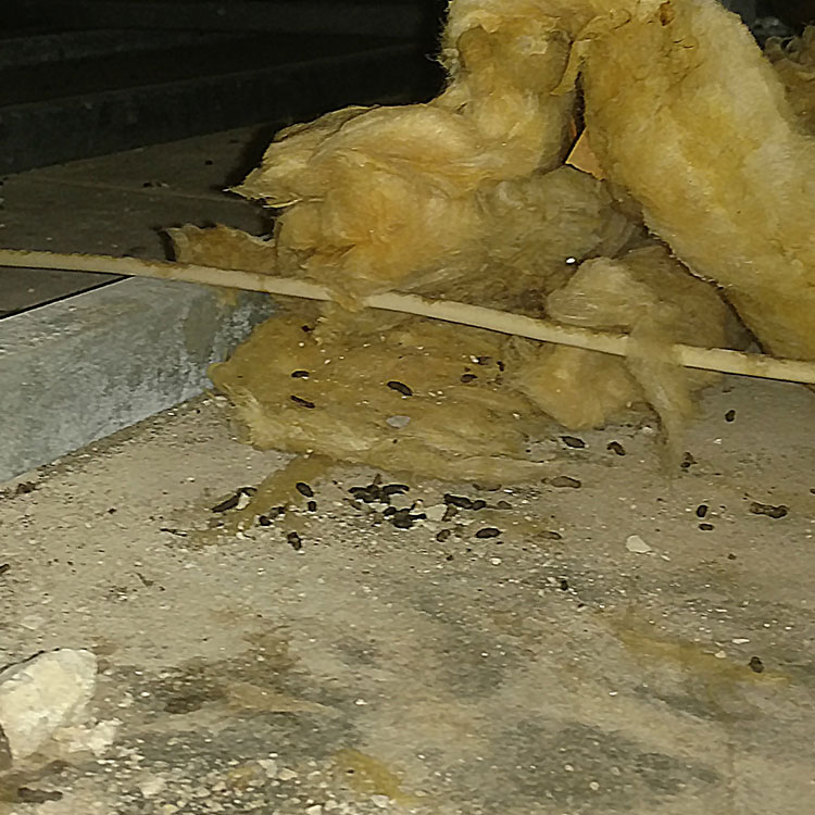 Image of rat feces 