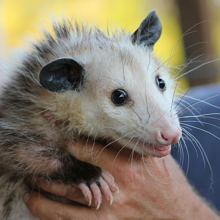 Possum and Opossum Removal