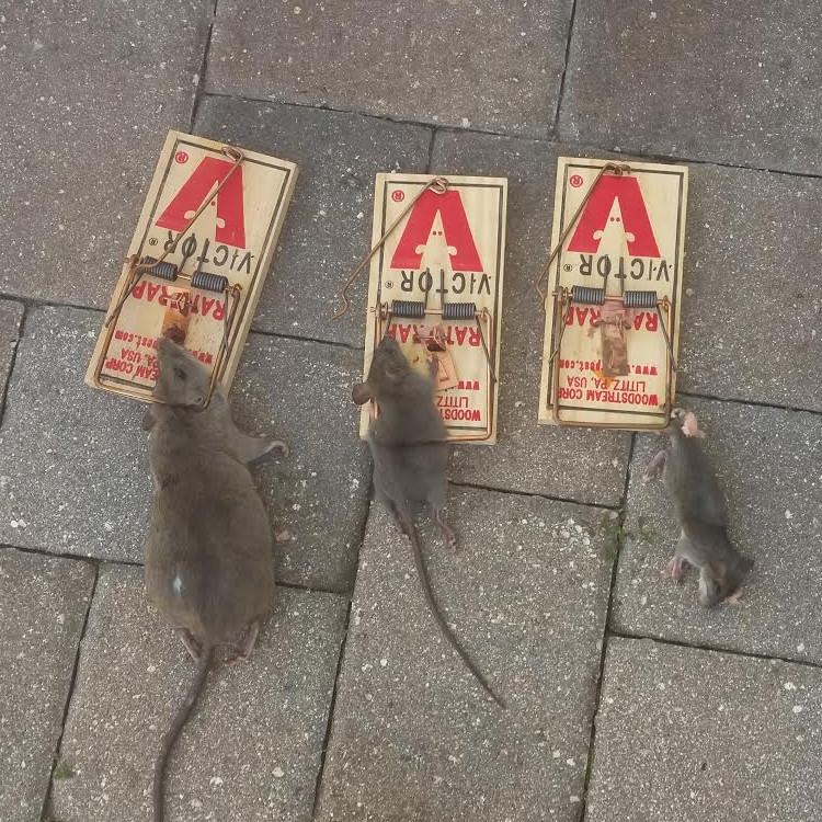 Image of rats in traps