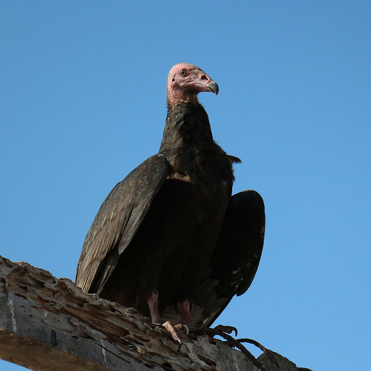 scavenger turkey vulture